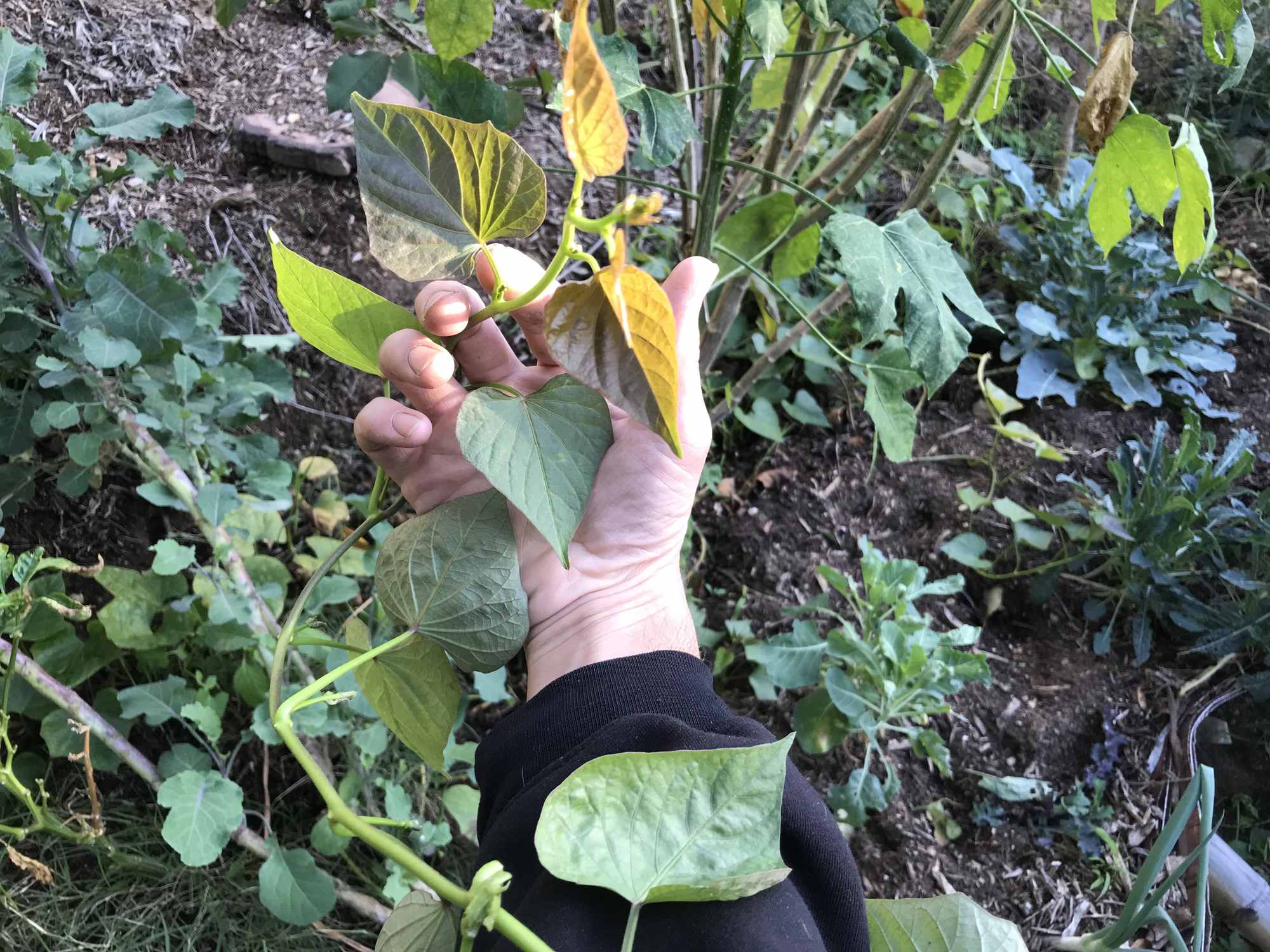 Sweet Potato Vines