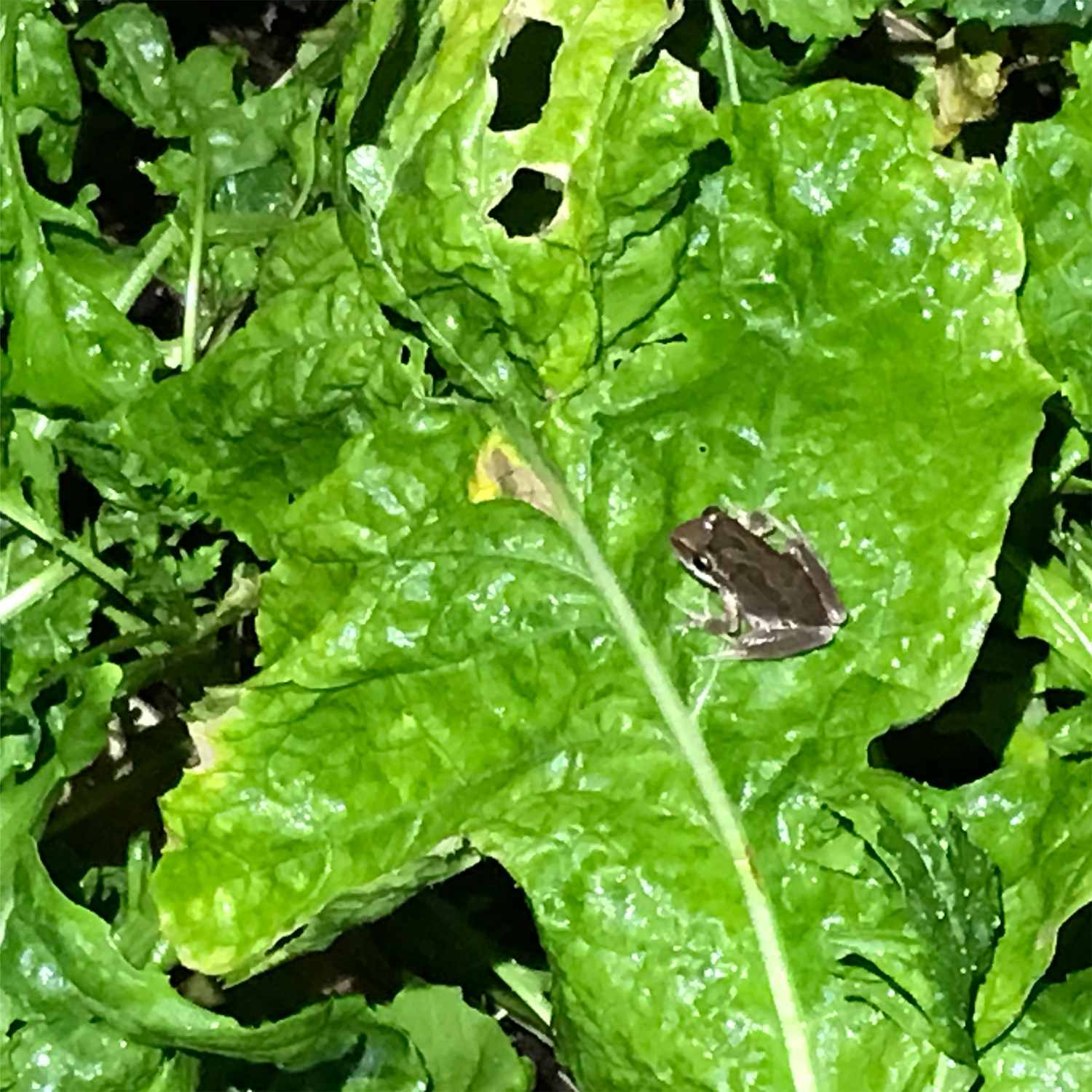 Toad on Leaf