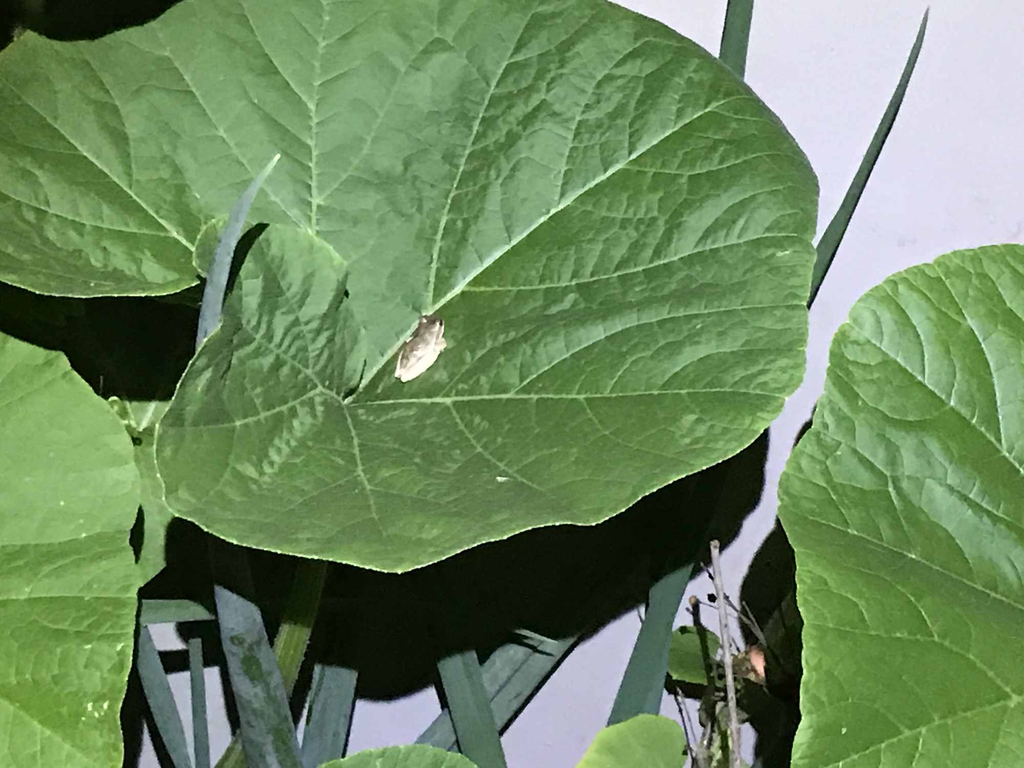 Toad on Pumpkin Leaf