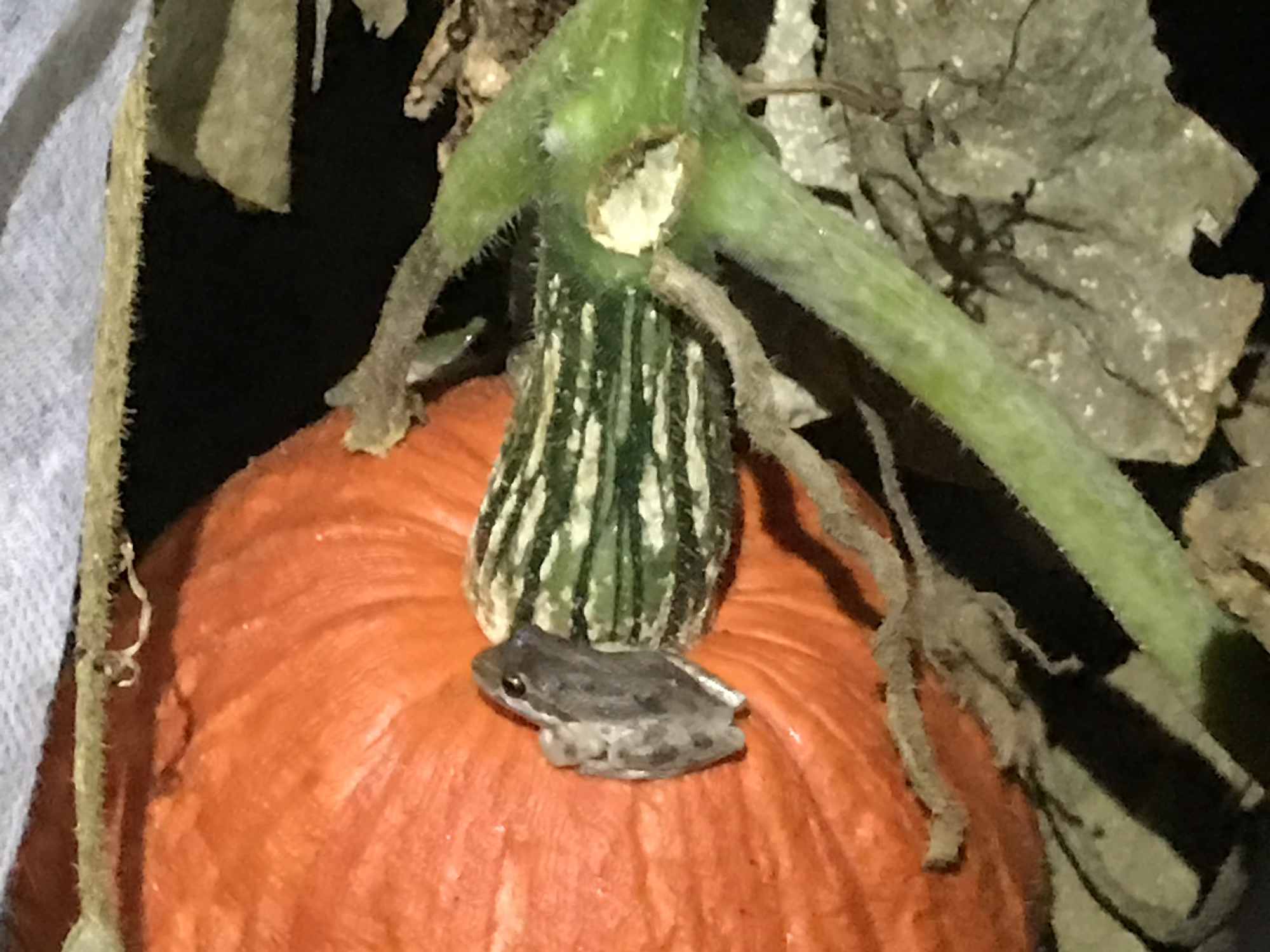 Toads on a Pumpkin 01