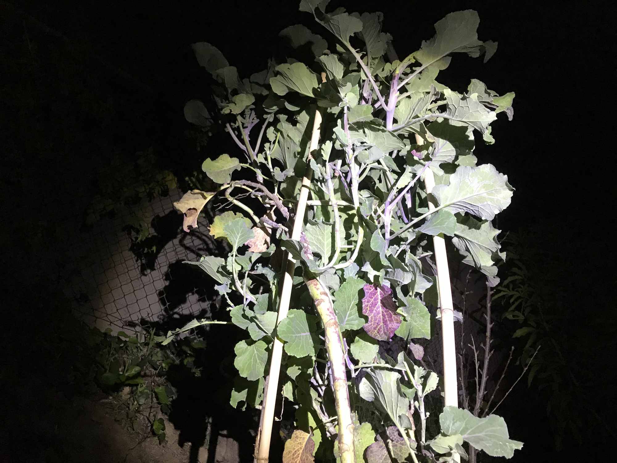 Tree Collards