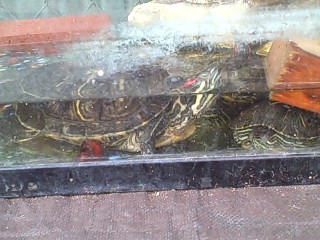 Turtle Tank in the Survival Garden