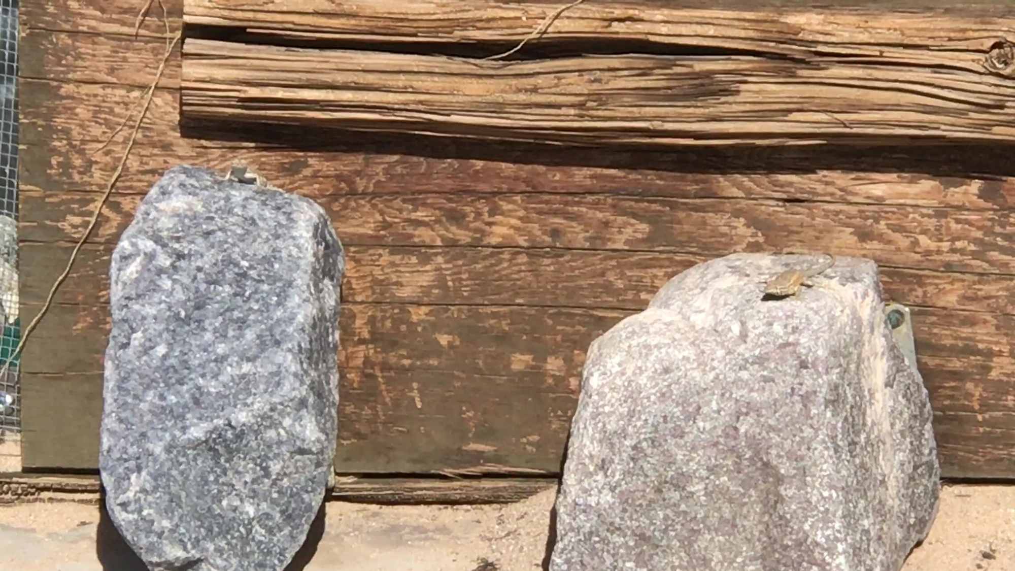 Two Wild Desert Lizards Climb Rocks to Elevated Position for Tactical Advantage Over Insect Prey