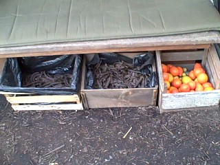 Urban Foraging Carob Pods and Citrus Fruits