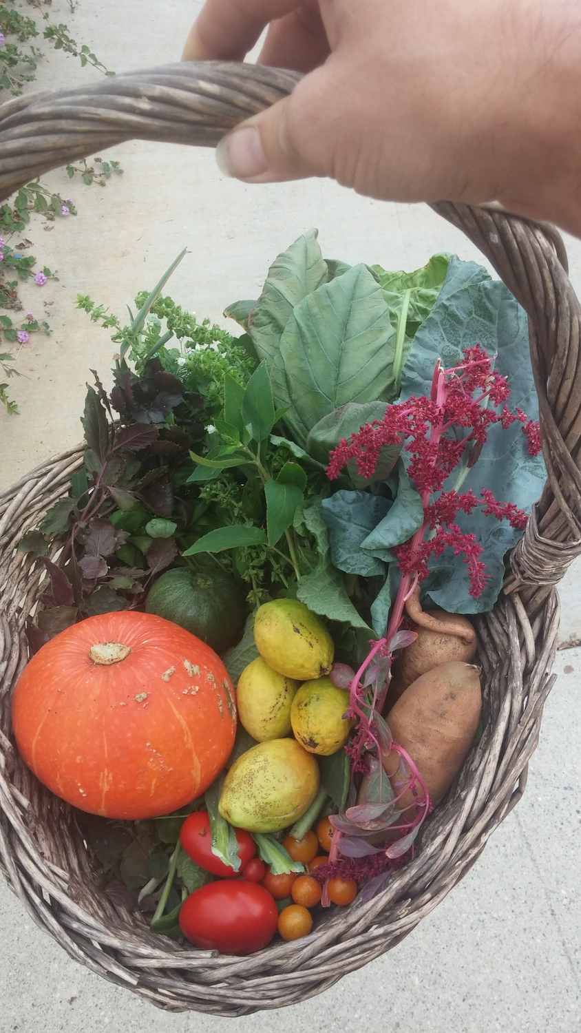 Urban Permaculture Food Forest Garden Harvests Basket