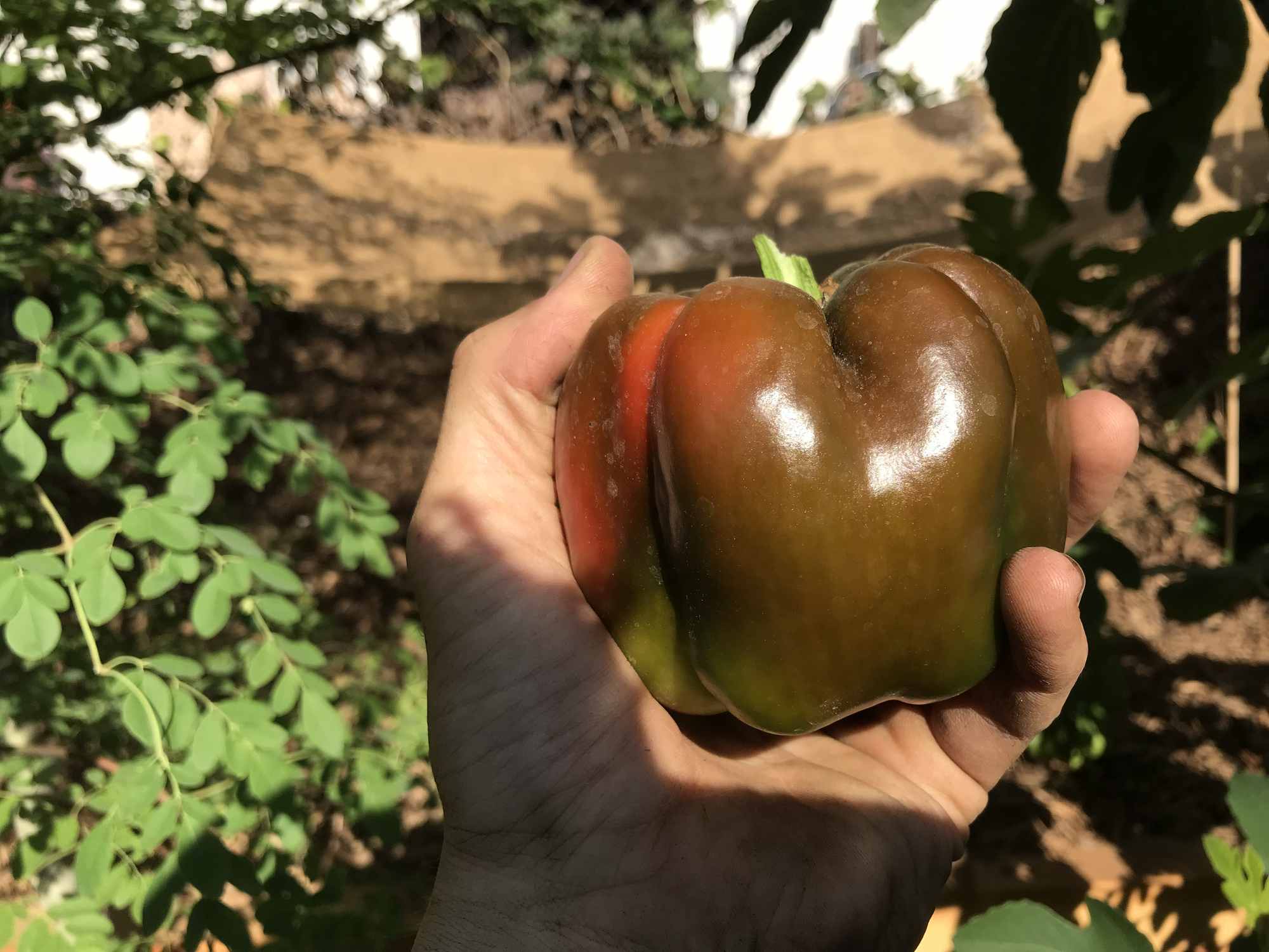 Urban Permaculture Food Forest Garden Harvests Bell Pepper