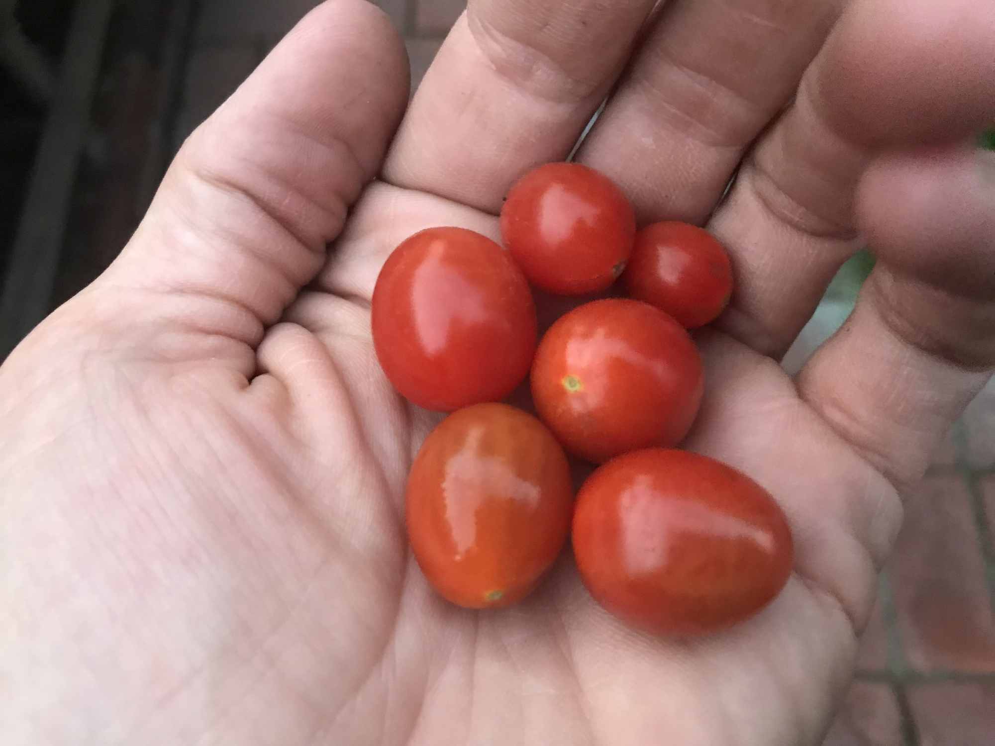 Urban Permaculture Food Forest Garden Harvests Cherry Tomatoes