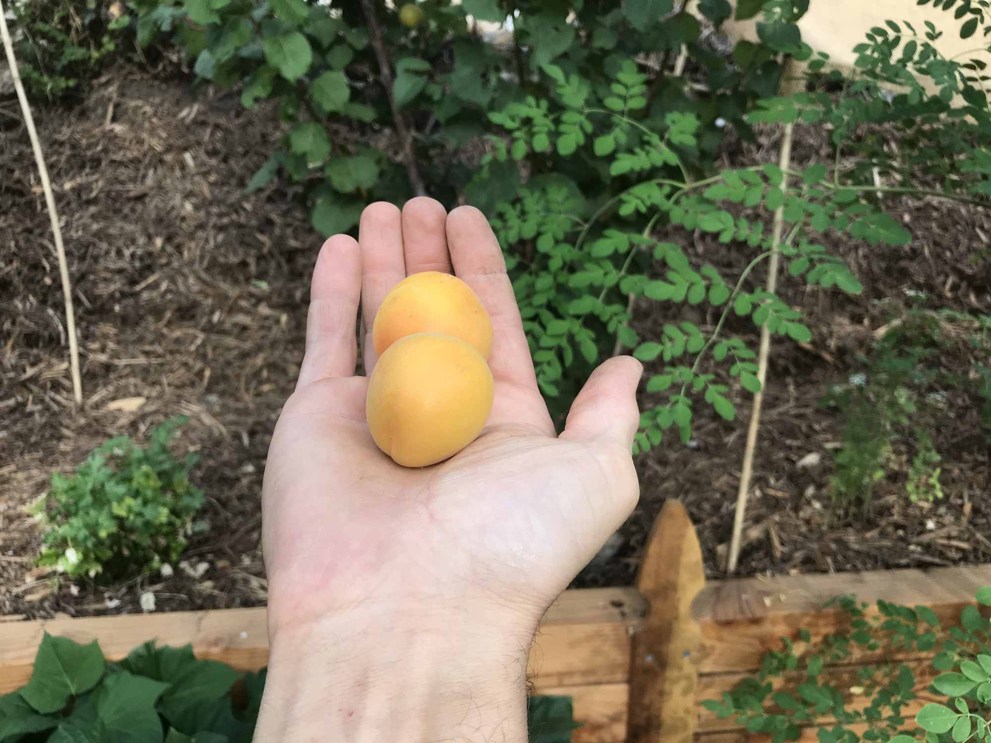 Urban Permaculture Food Forest Garden Harvests Fruit