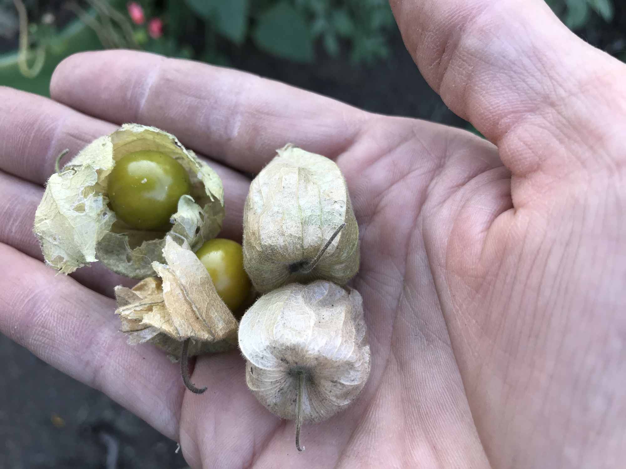 Urban Permaculture Food Forest Garden Harvests Golden Berry 01