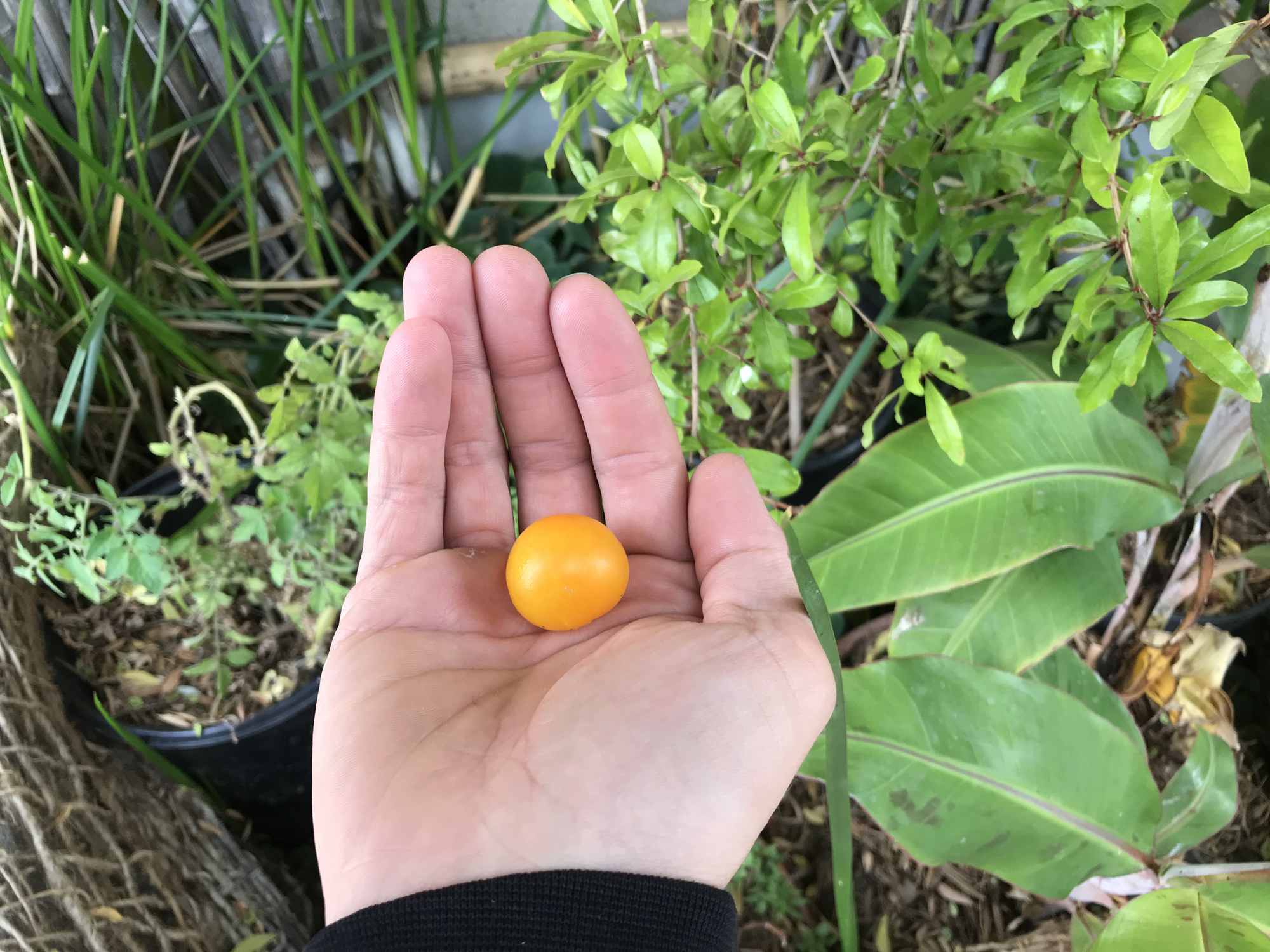 Urban Permaculture Food Forest Garden Harvests Golden Berry 02