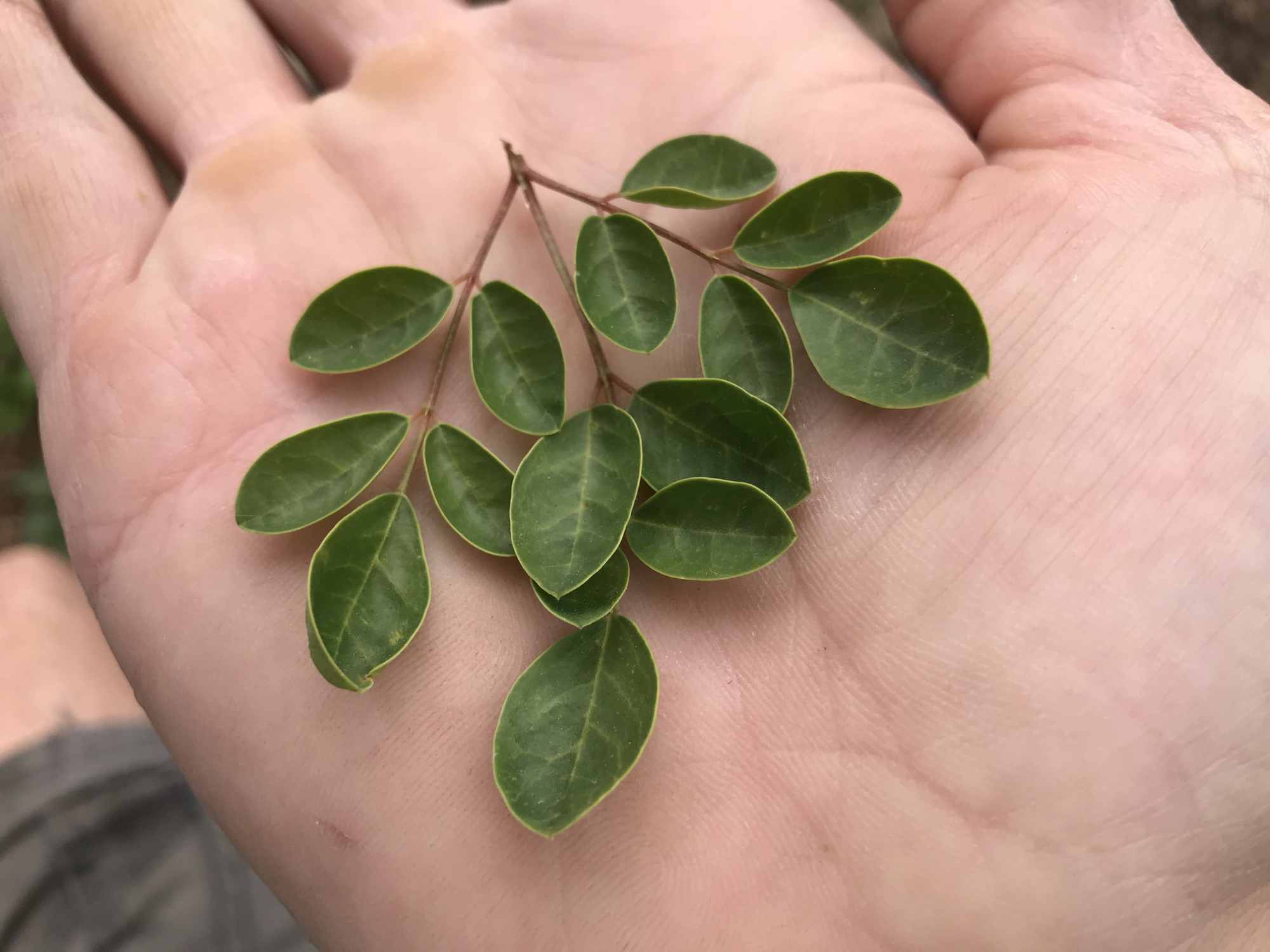 Urban Permaculture Food Forest Garden Harvests Moringa Leaves