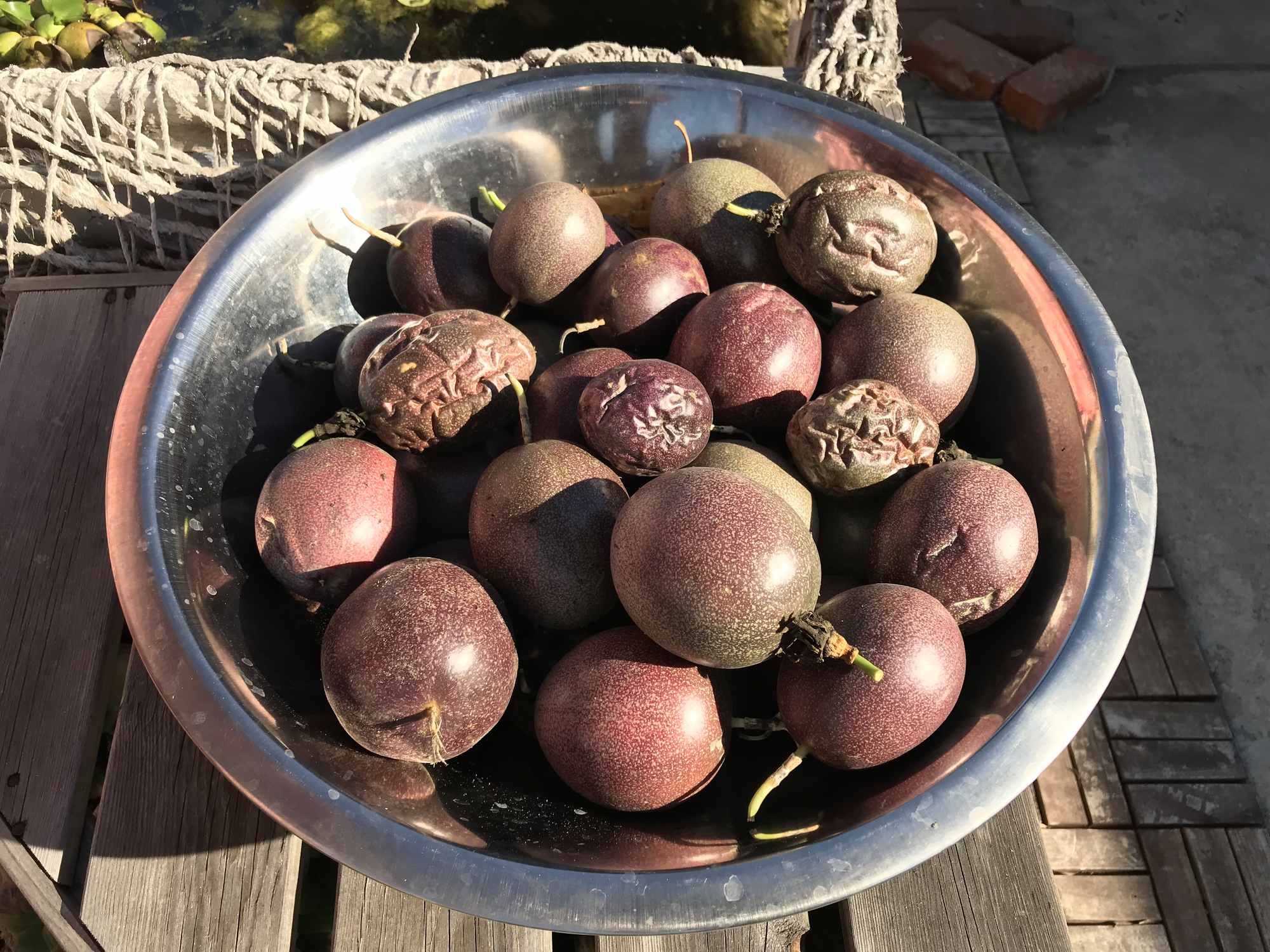 Urban Permaculture Food Forest Garden Harvests Passion Fruit 01