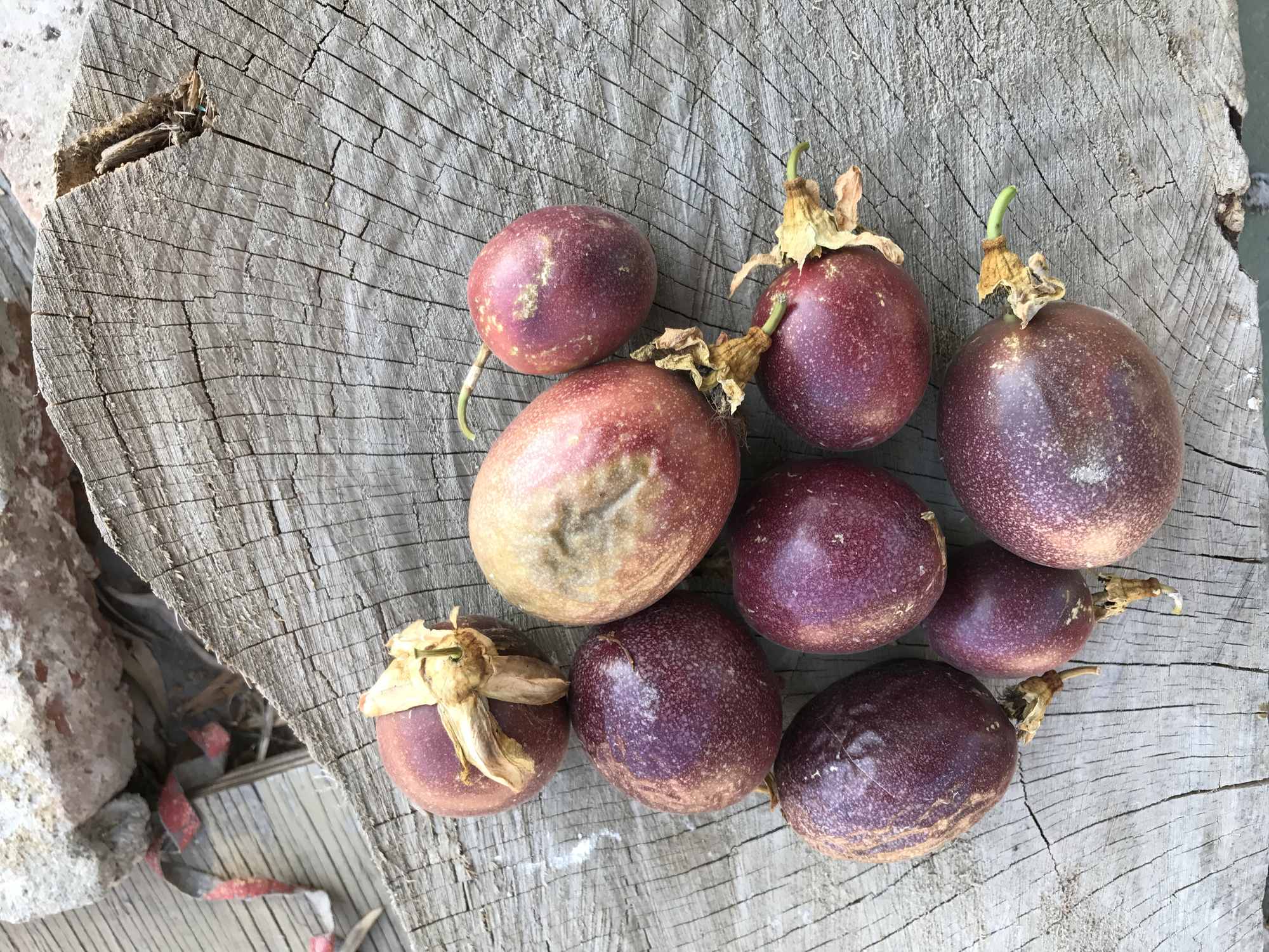 Urban Permaculture Food Forest Garden Harvests Passion Fruit 02