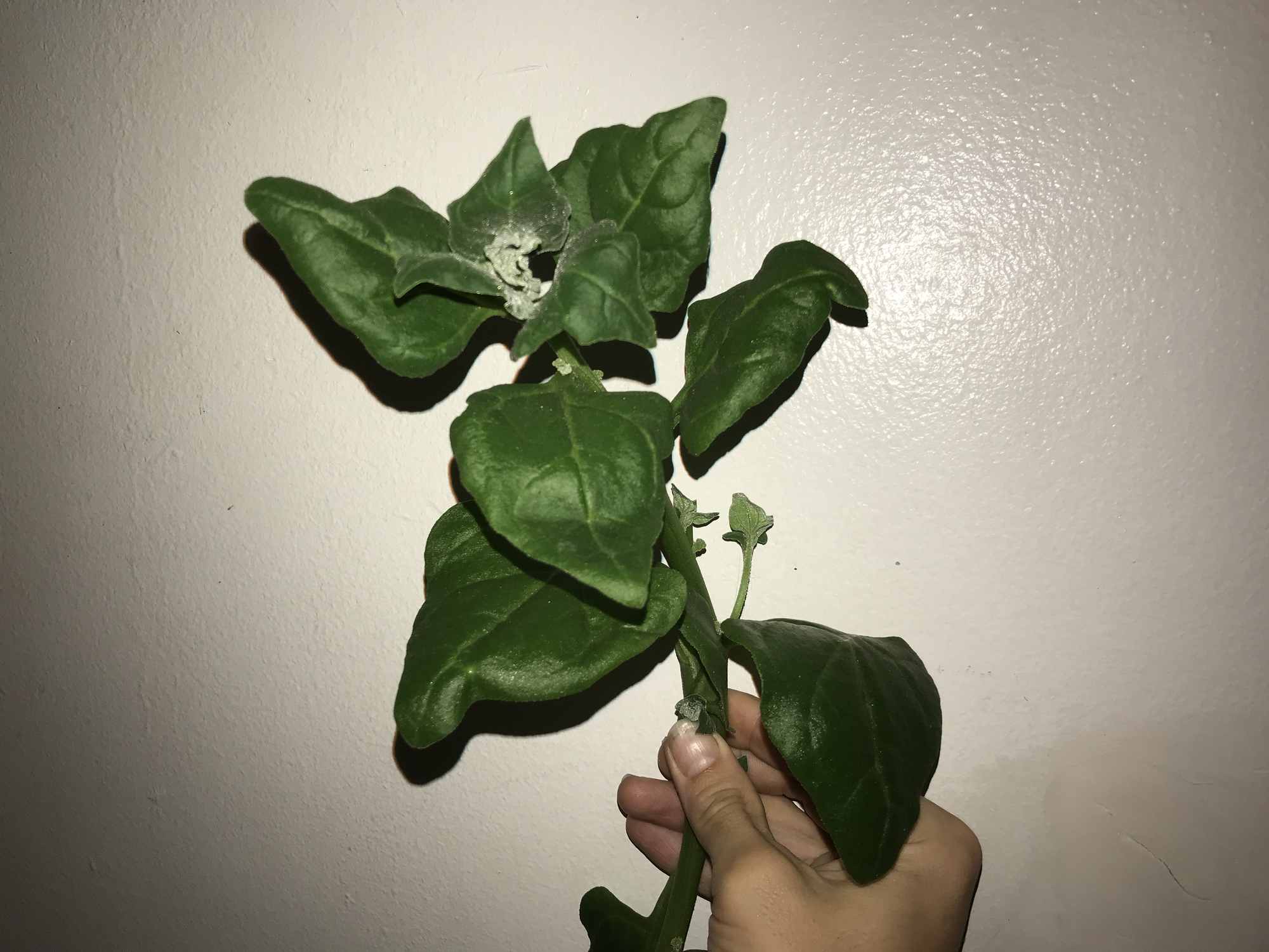 Urban Permaculture Food Forest Garden Harvests Spinach