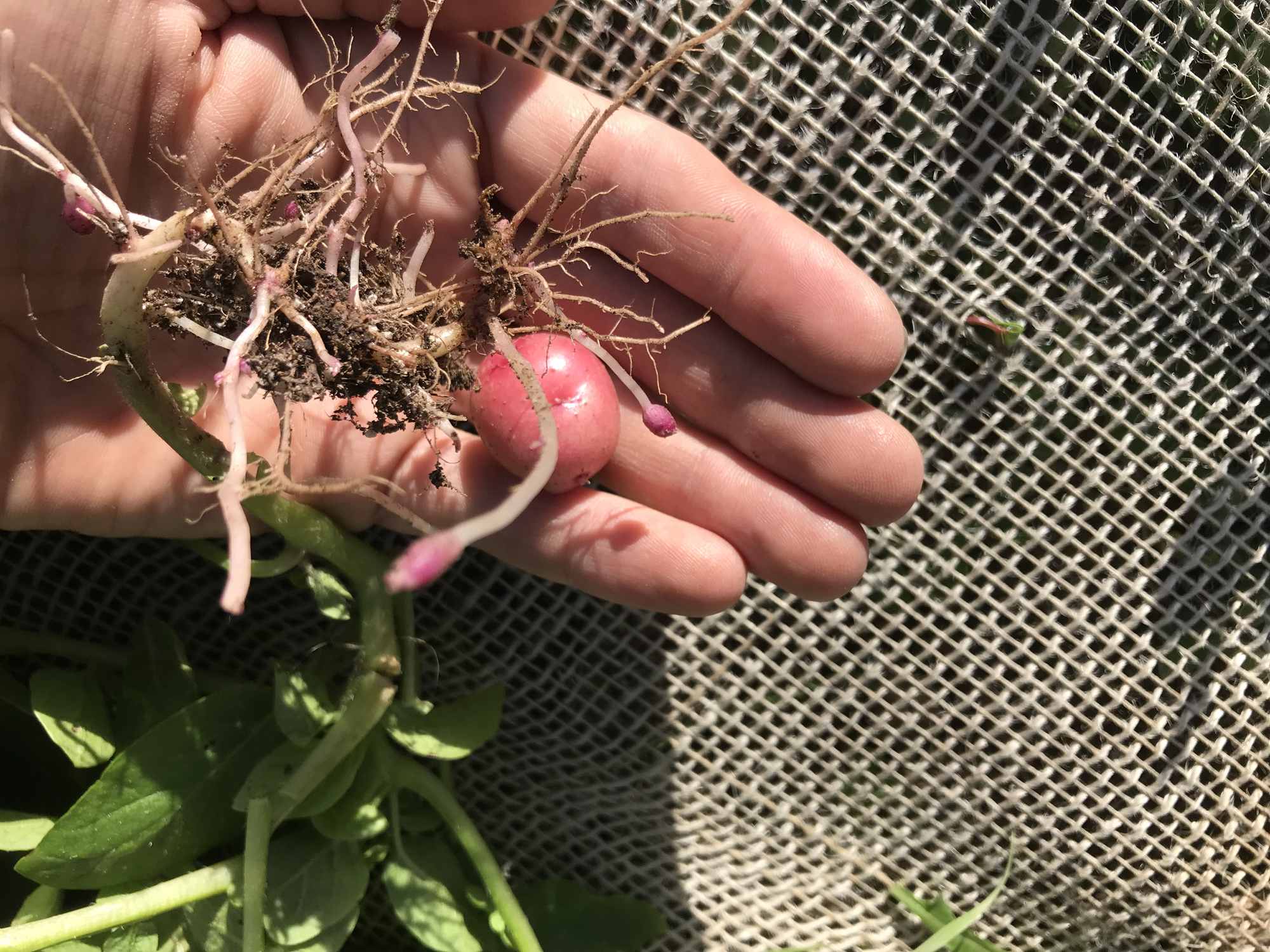 Urban Permaculture Food Forest Garden Harvests Sweet Potatos