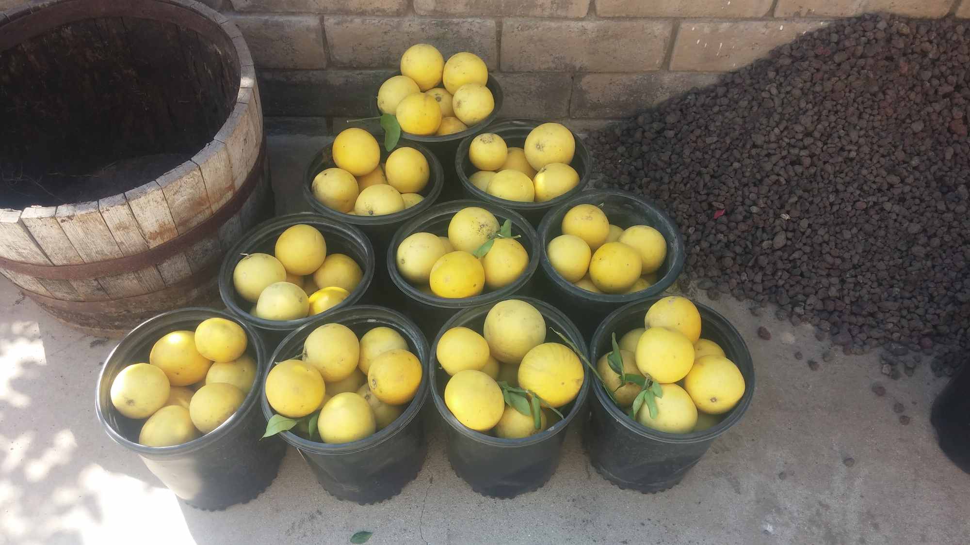 Urban Permaculture Food Forest Garden Harvests