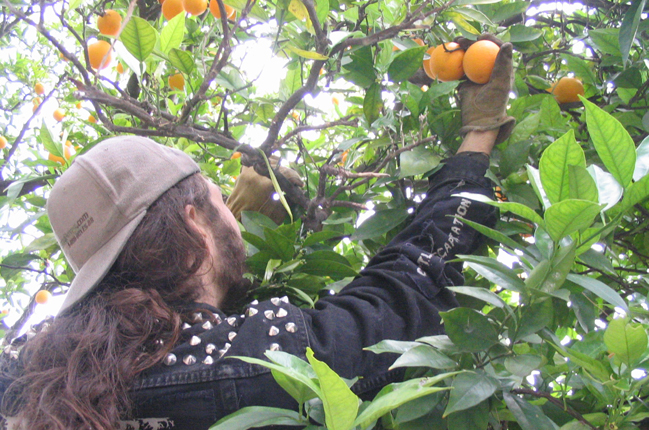 Urban Public Fruit Tree Foraging and Harvesting