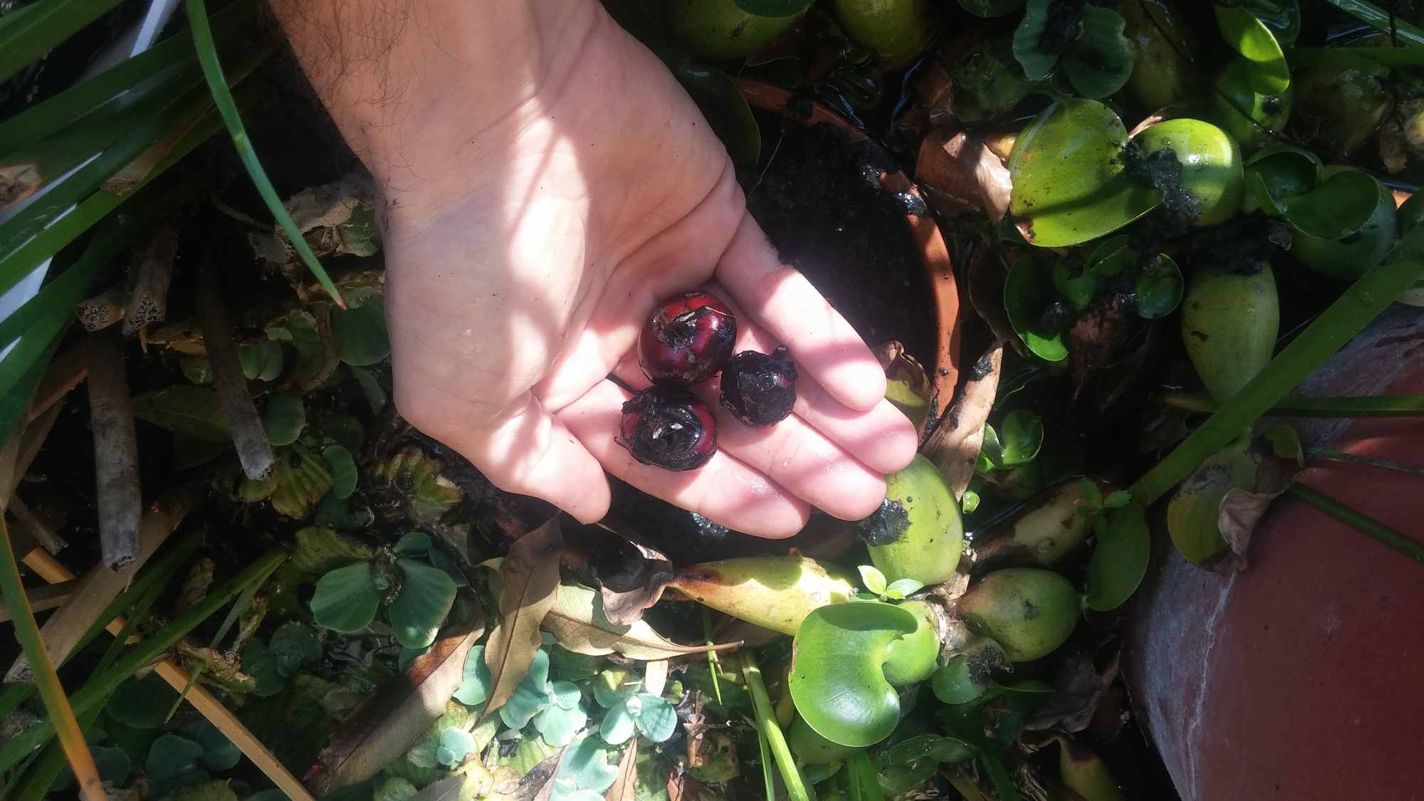 Water Chestnuts in IBC Tote Chinampa Aquaculture Island Water Gardens 01