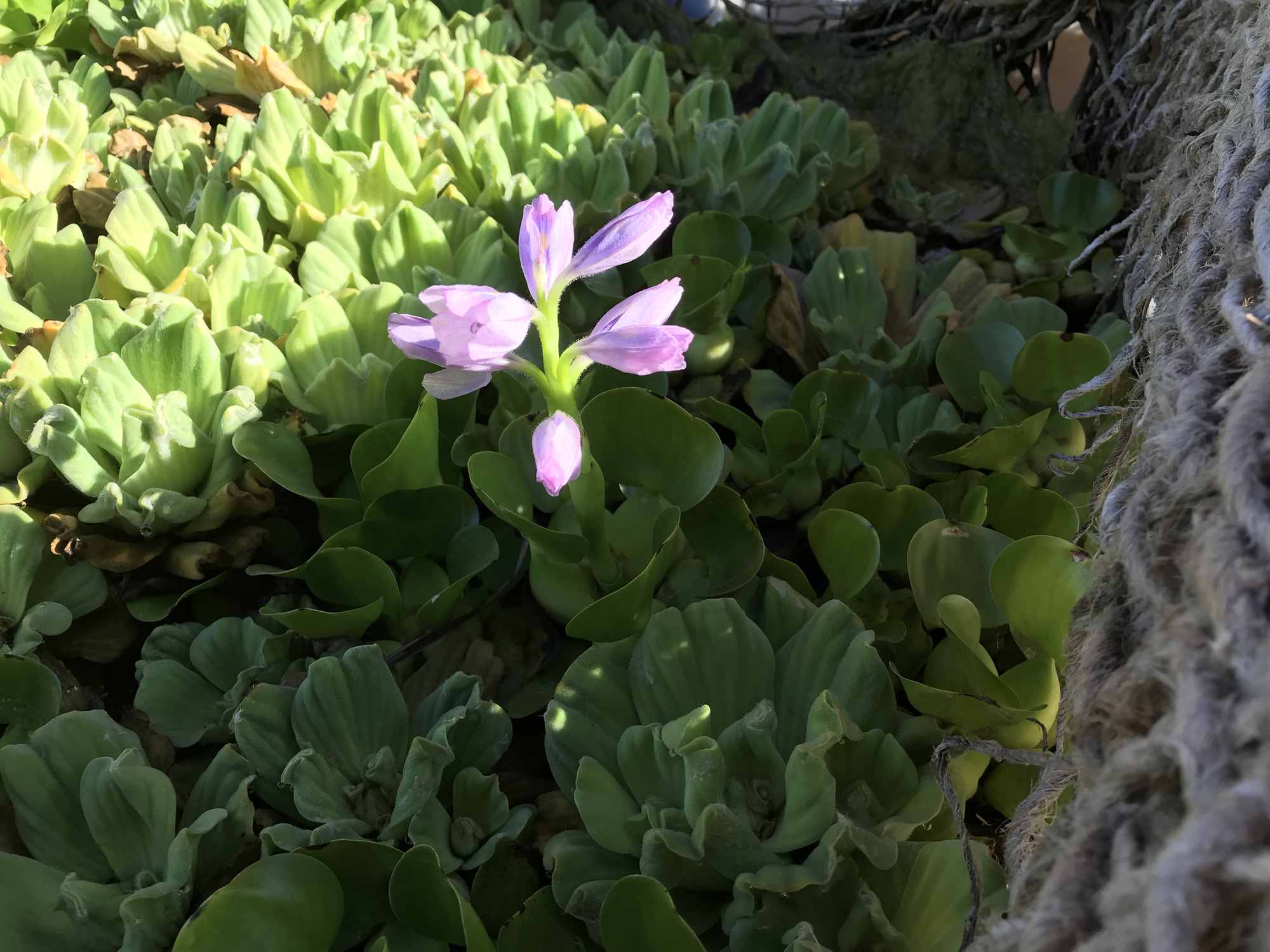 Water Hyacinth Flower in IBC Tote Chinampa Aquaculture Island Water Garden