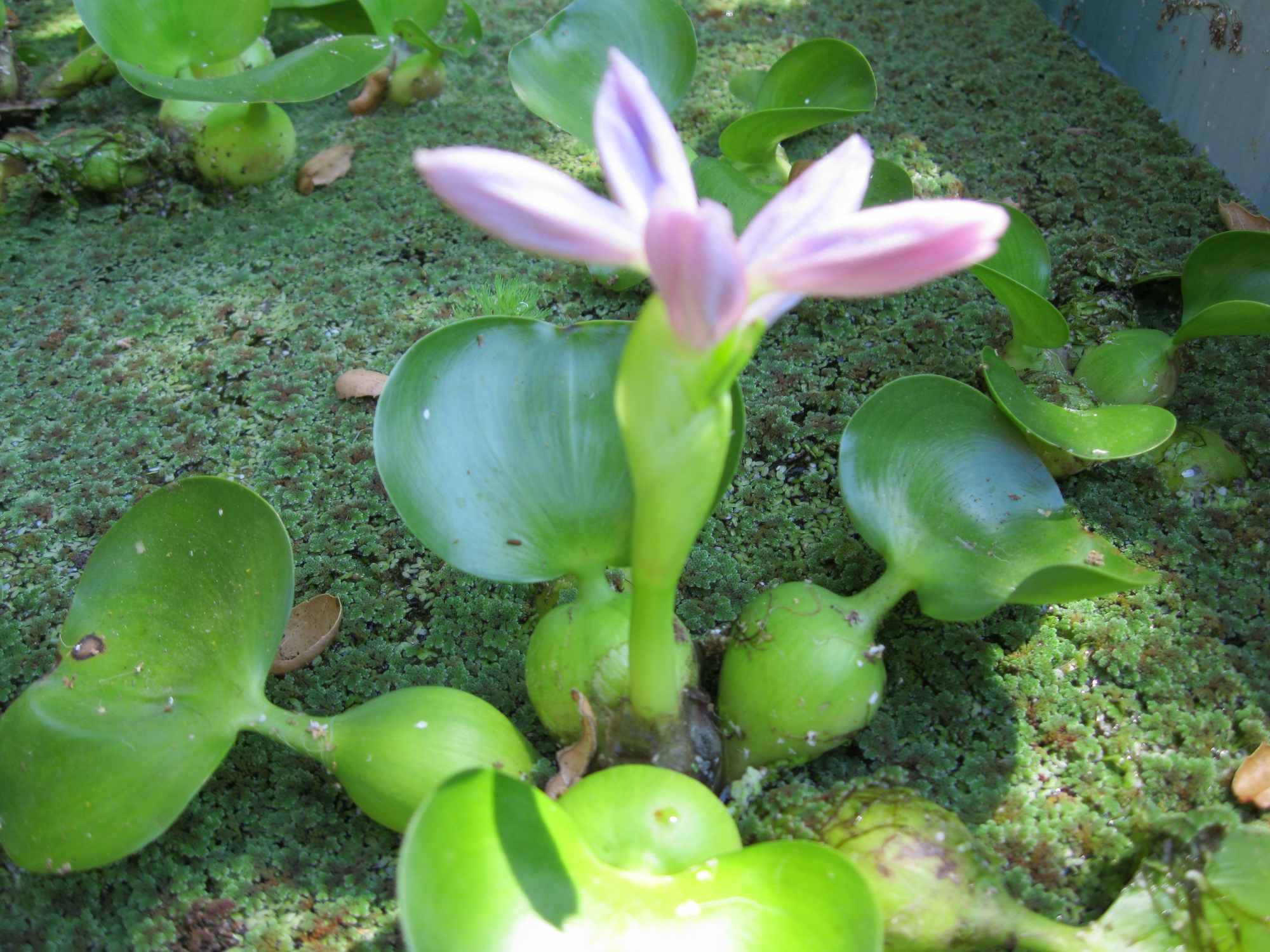 Water Hyacinth Pond Plant Flower