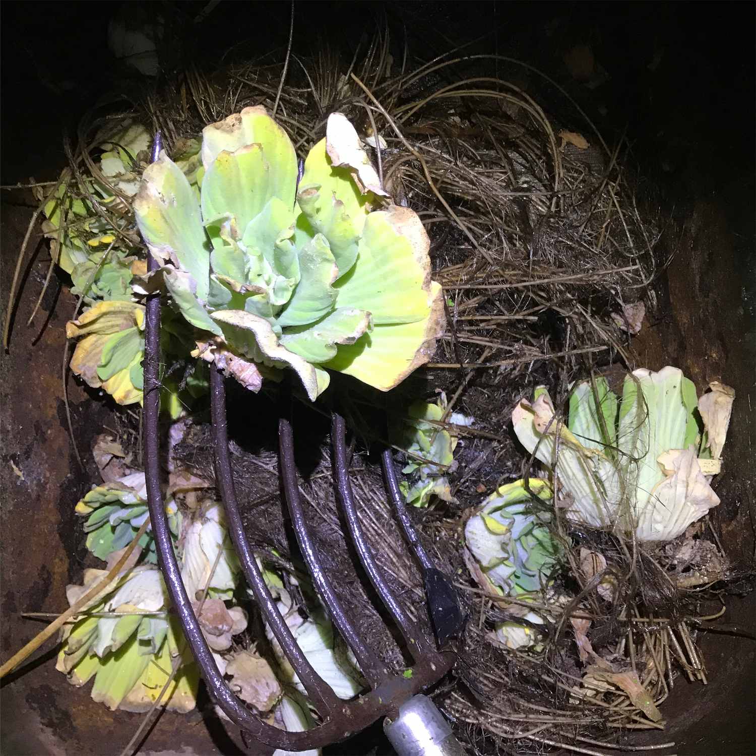 Water Lettuce Compost Harvest