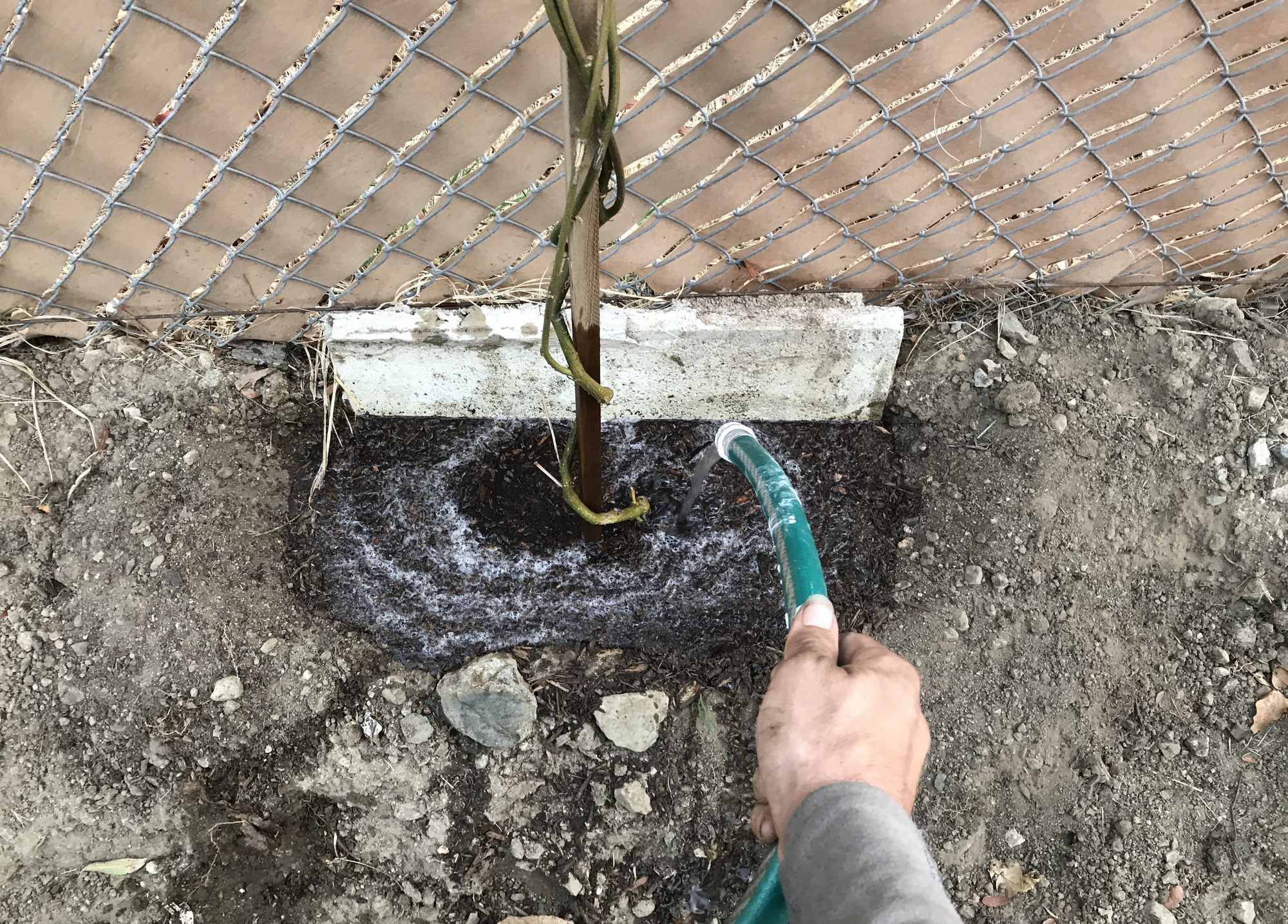 Watering Basin for Passion Fruit Vine on Fence