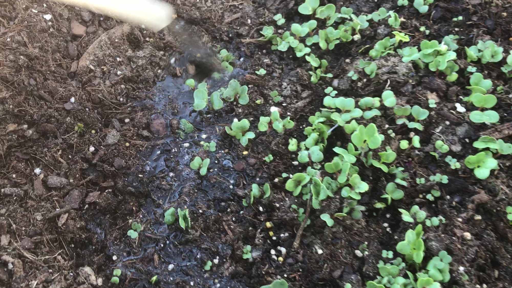 Watering New Seedlings