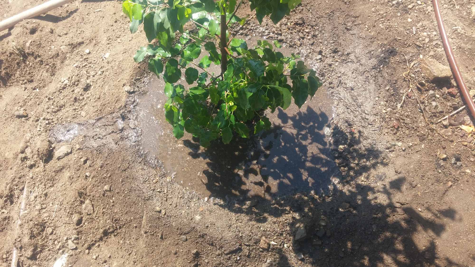 Watering into Plant Basin