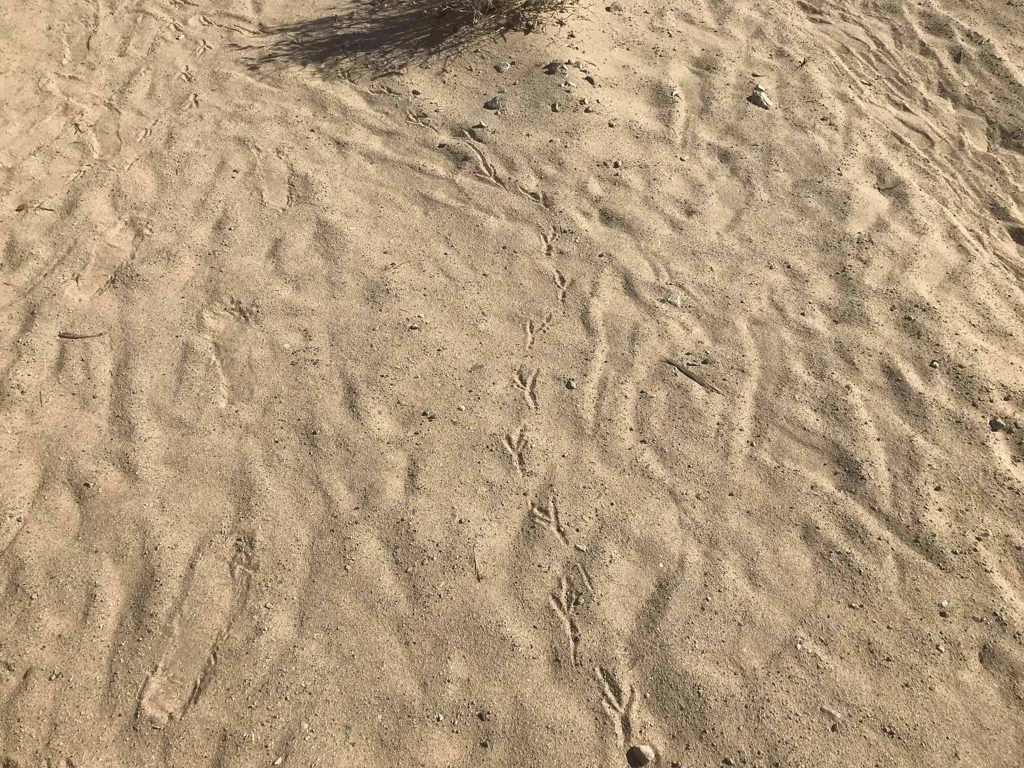 Wild Bird Foot Prints in Desert Sand