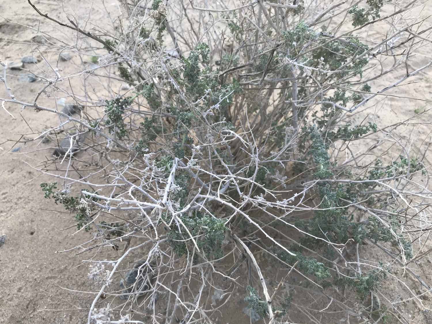 Wild Desert Bursage Plant