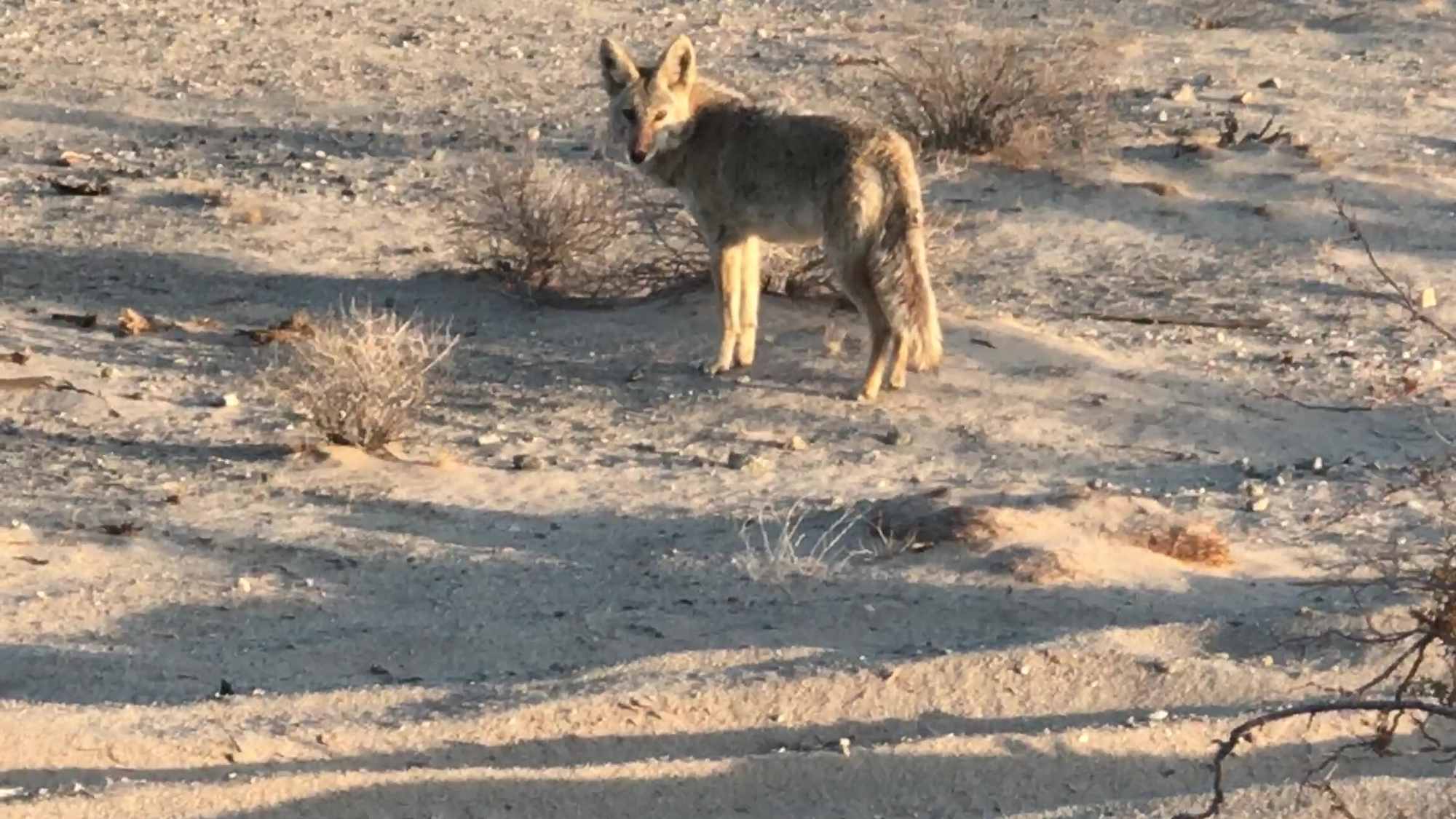 Wild Desert Coyote Upclose At Base Camp 02