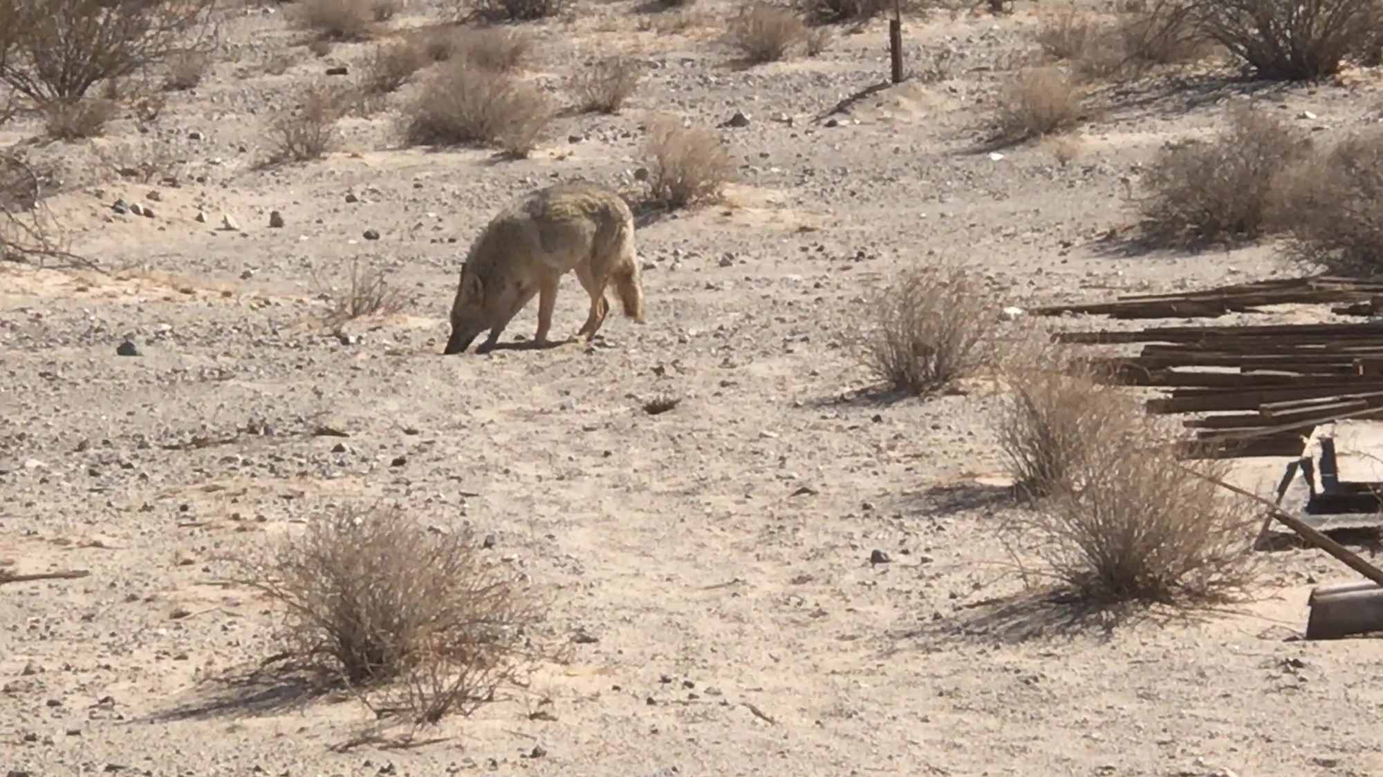 Wild Desert Coyote Upclose Eating By Base Camp