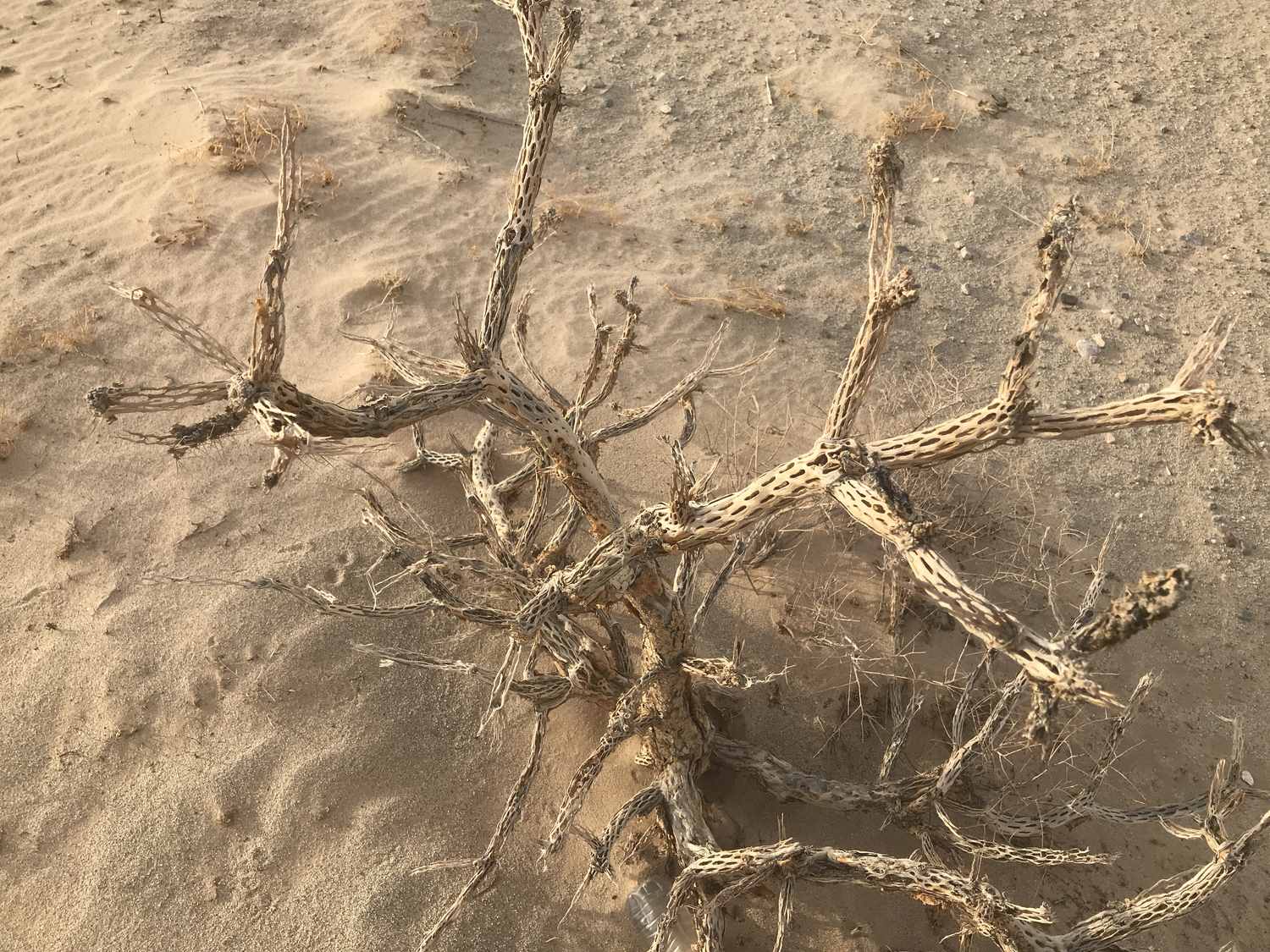 Wild Desert Dried Dead Cactus