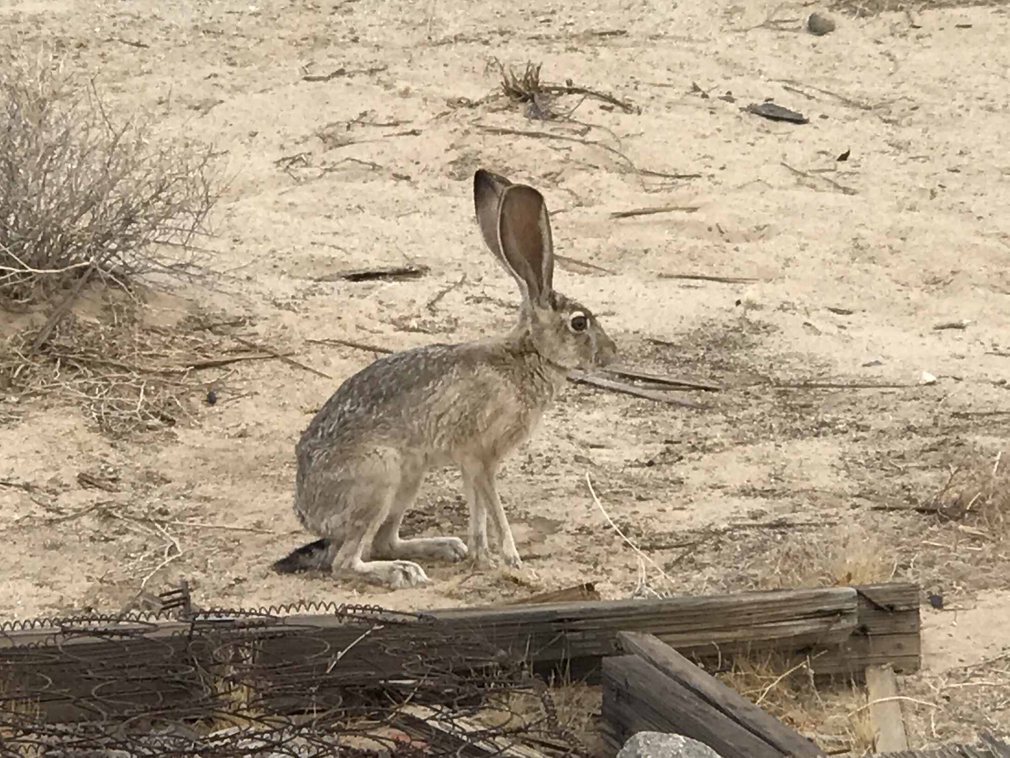 Wild Desert Jackrabbit