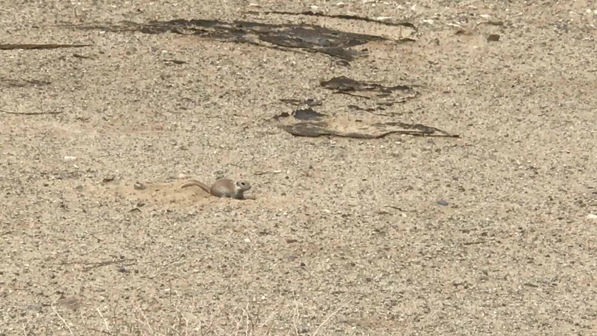 Wild Desert Squirrel Digging