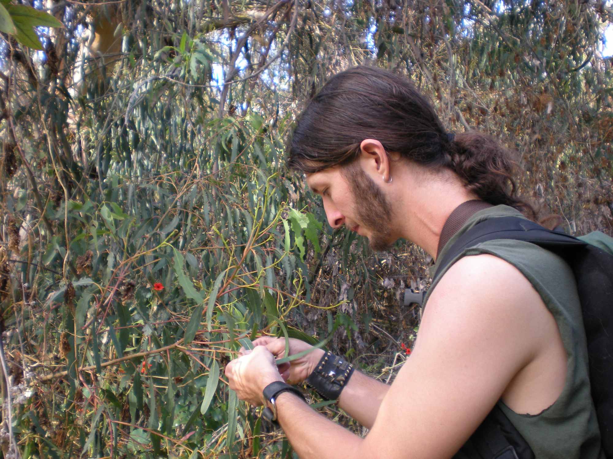 Wild Harvesting Eucalyptus Leaves