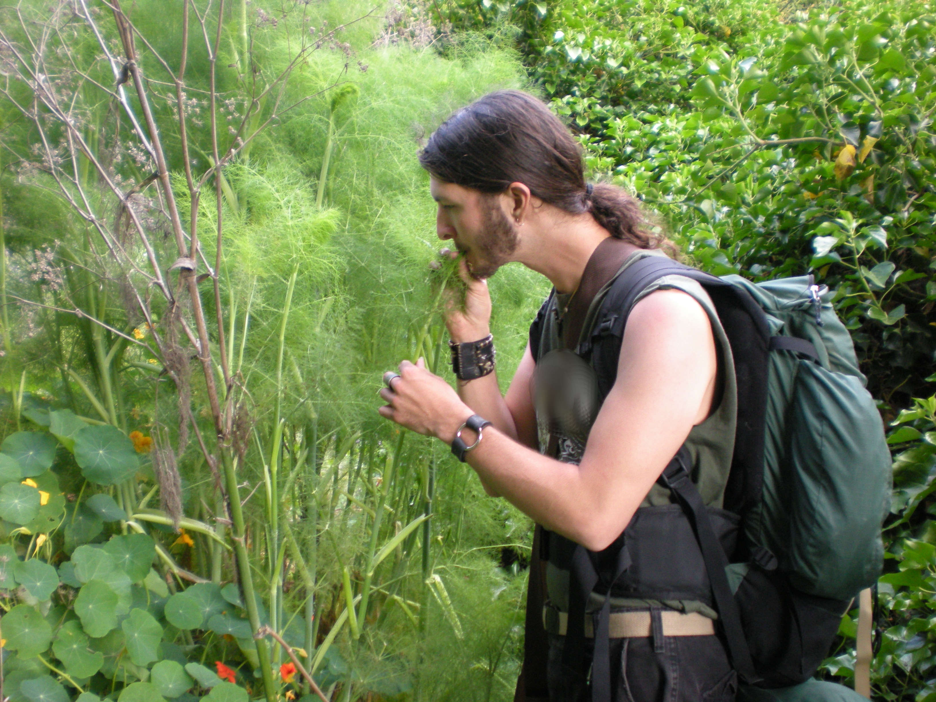 Wild Harvesting Fennel