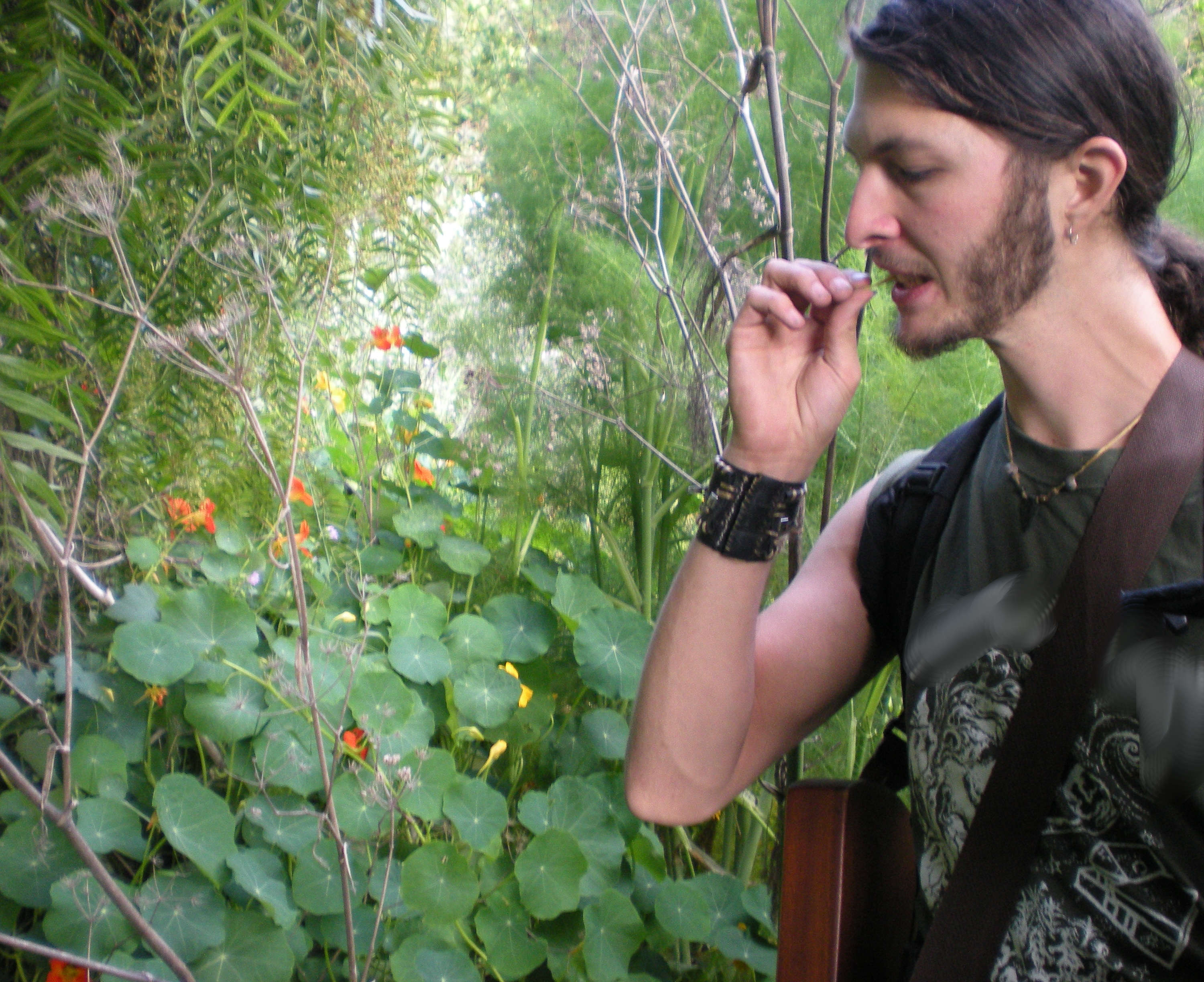 Wild Harvesting Nasturtium Leaves and Flowers