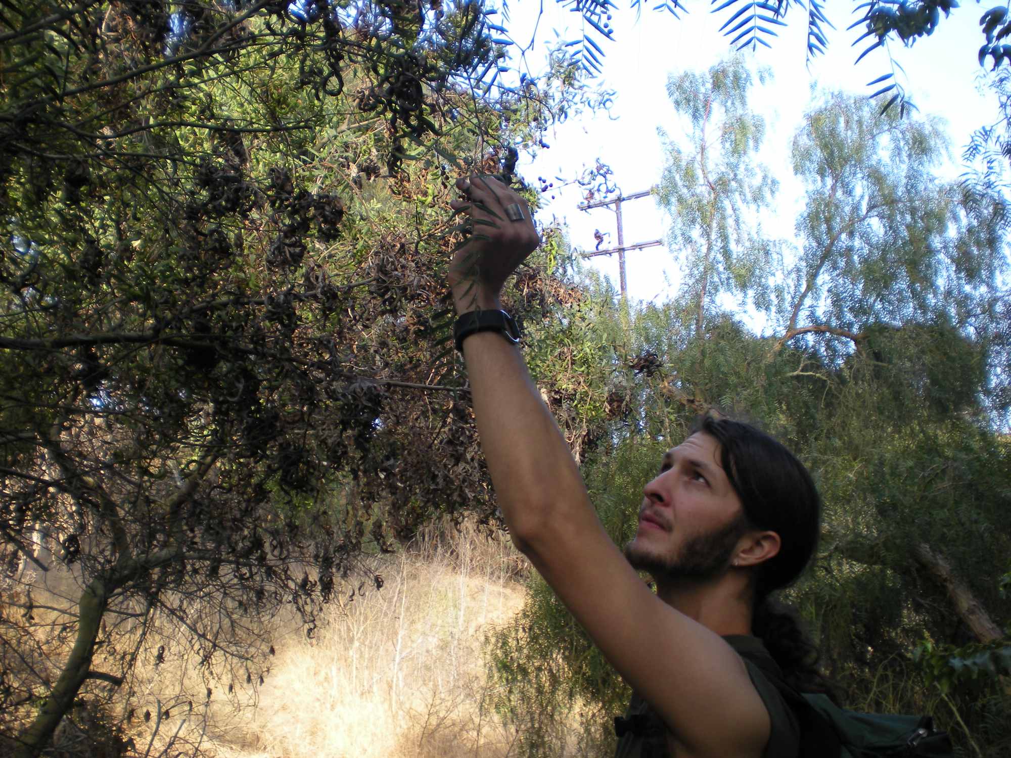 Wild Harvesting Pepper Tree Seeds