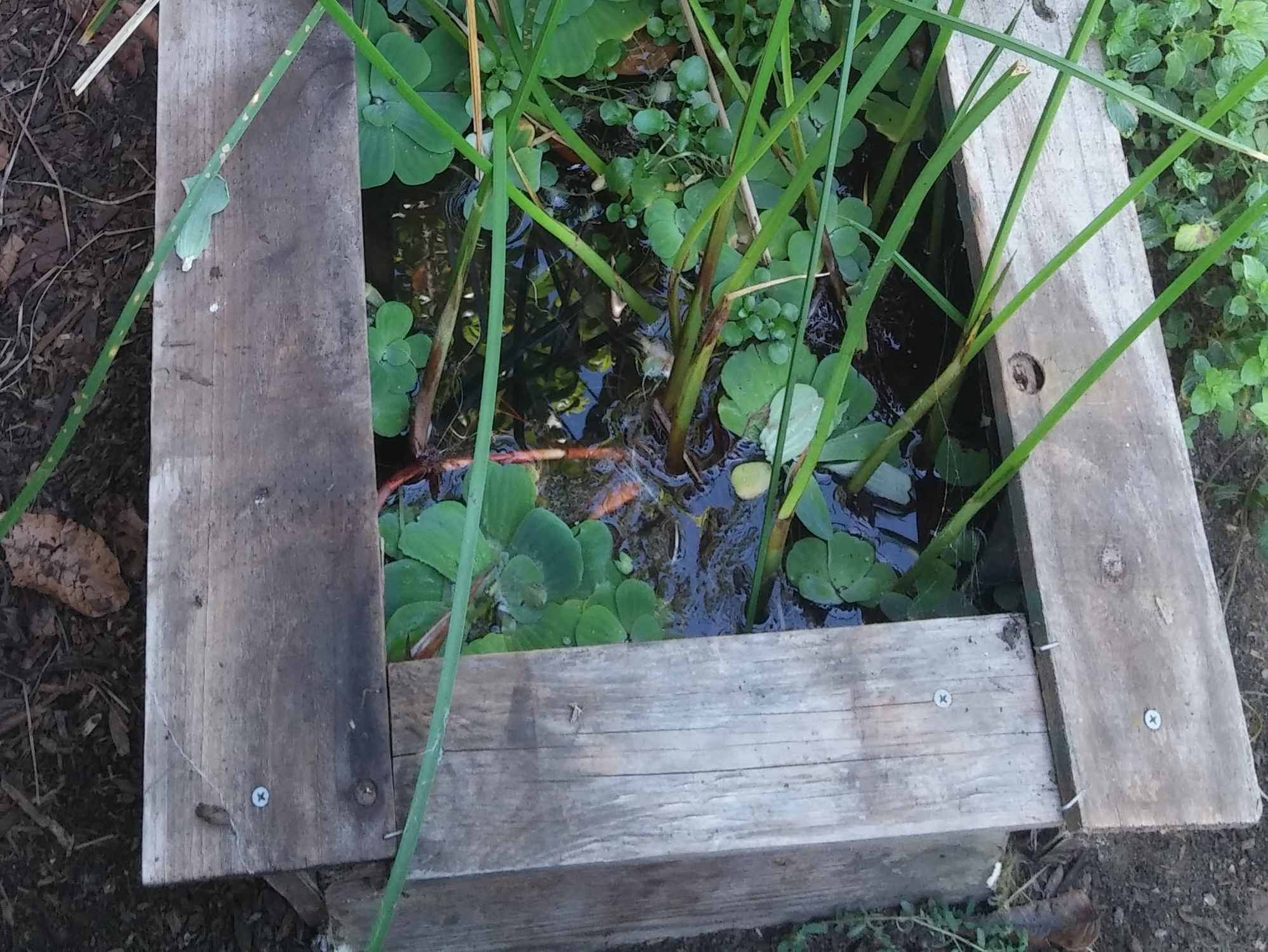 Wood Frame and Pond Liner Chinampa Aquaculture Island Water Gardens 01