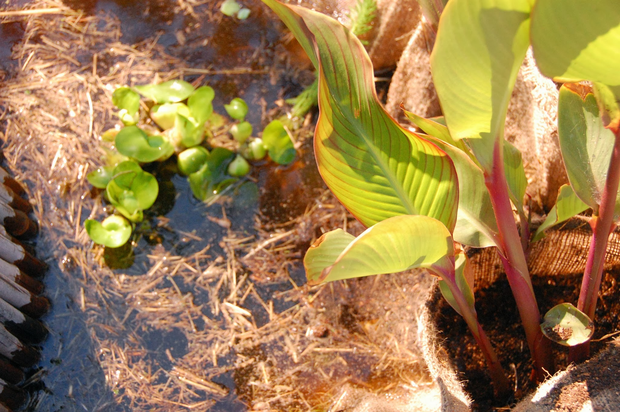 Wood Framed EPDM Bamboo Burlap Chinampa Aquaculture Island Water Garden Burlap Plant Pouches