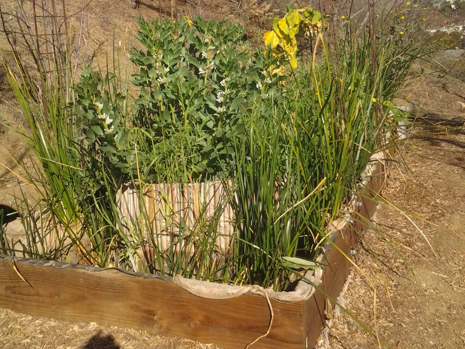 Wood Framed EPDM Bamboo Burlap Chinampa Aquaculture Island Water Garden Hyper Production 02