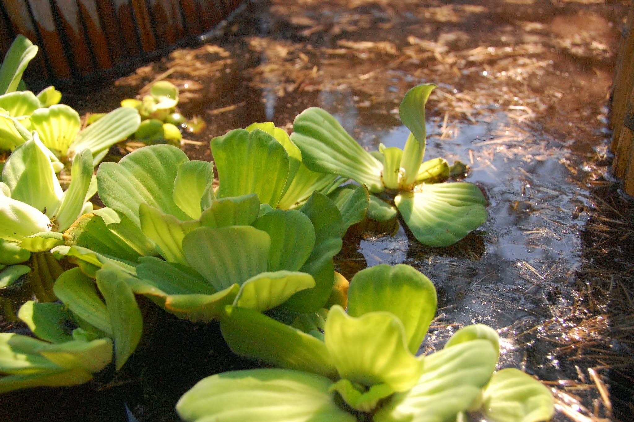 Wood Framed EPDM Bamboo Burlap Chinampa Aquaculture Island Water Garden Water Lettuce