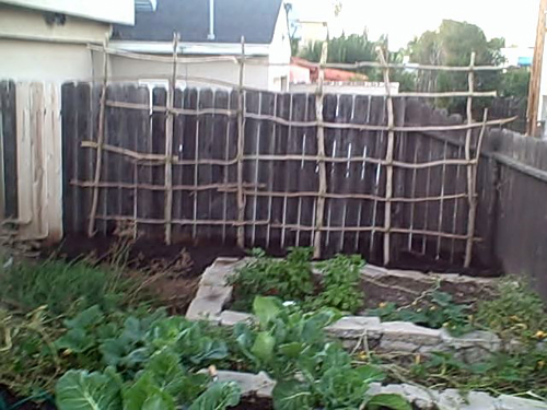 Wood Stick Frame And Morning Glory Vine Lashed Garden Trellis Growing System